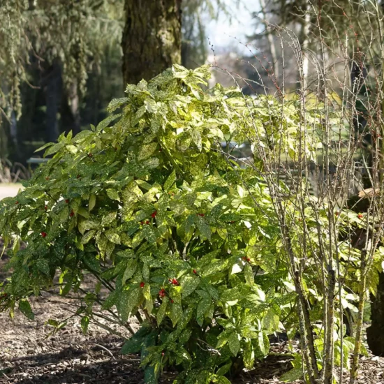 AUCUBA japonica Crotonifolia