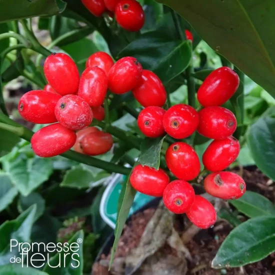 AUCUBA japonica Dentata