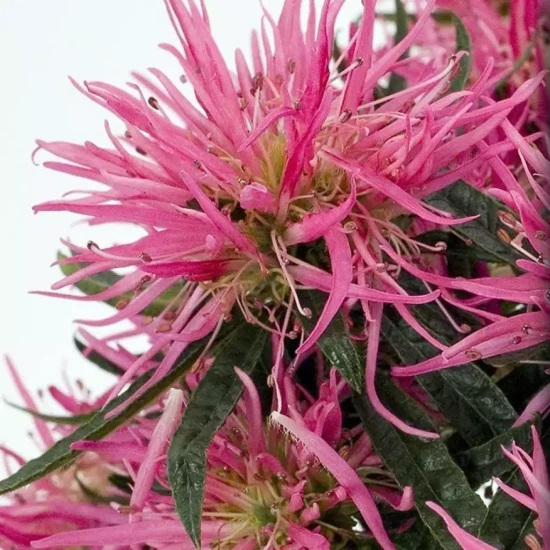AZALEA japonica Pink Cascade