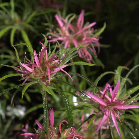 AZALEA macrosepalum Linearifolium