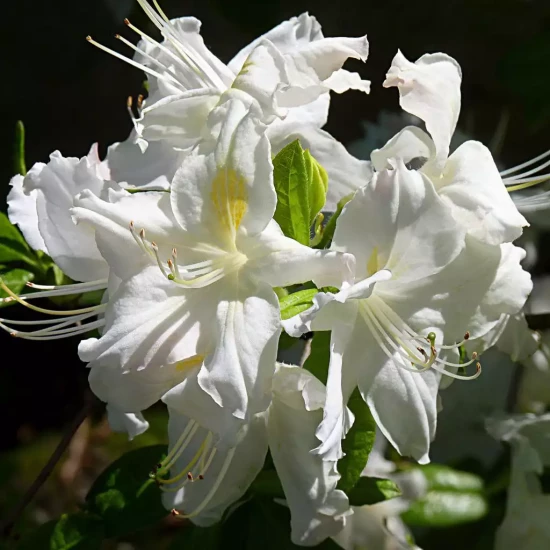 AZALEA mollis Mount Rainier