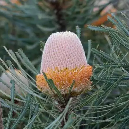BANKSIA Hookeriana