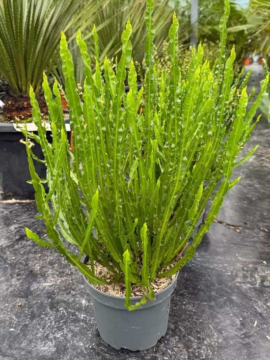 BACCHARIS magellanica