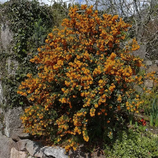 BERBERIS darwinii