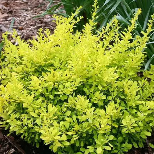 BERBERIS thunbergii Golden Horizon