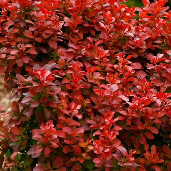 BERBERIS thunbergii Orange Rocket