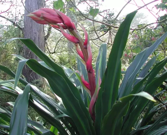 BESCHORNERIA yuccoides Quick Silver