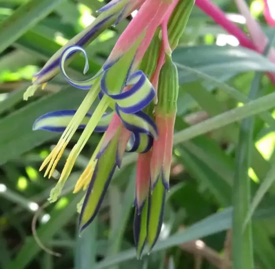 Billbergia nutans