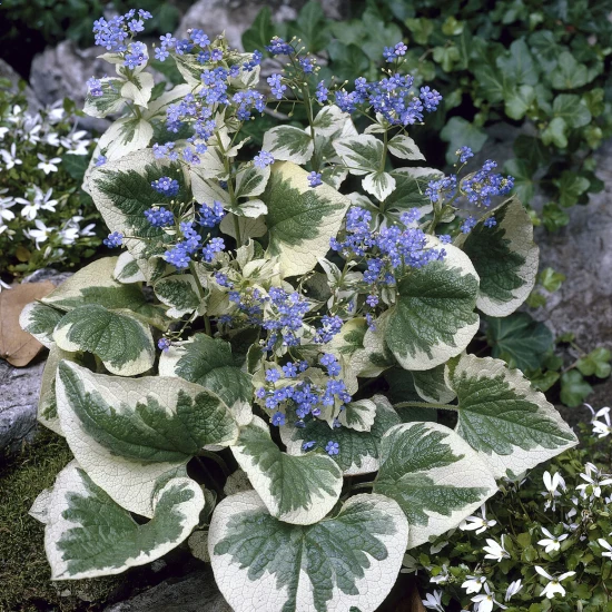 BRUNNERA macrophylla Variegata