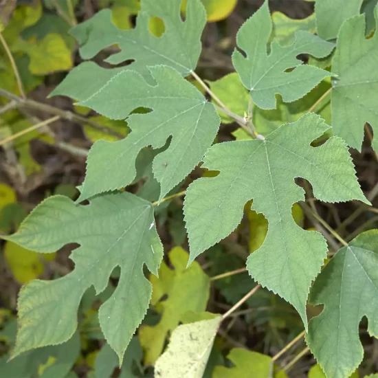 BROUSSONETIA papyrifera