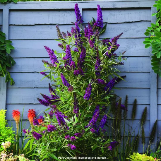 BUDDLEJA davidii Butterfly Tower