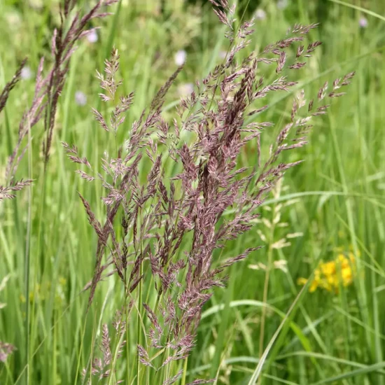 CALAMAGROSTIS acutiflora Overdam