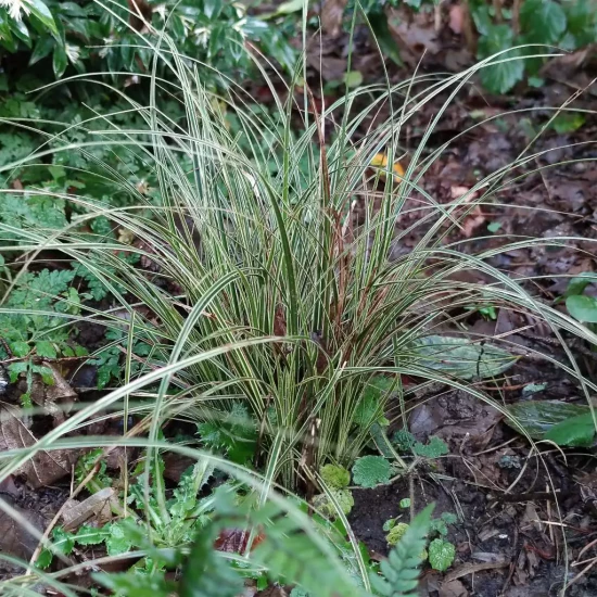 CAREX brunnea Variegata