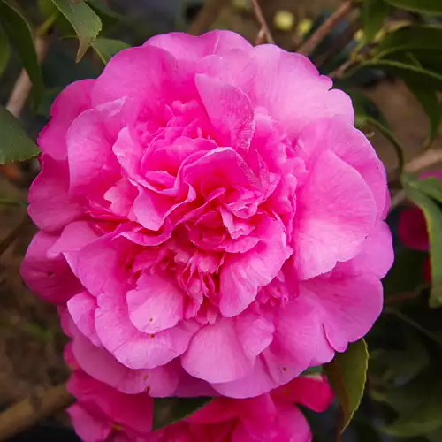 CAMELLIA x Debbie