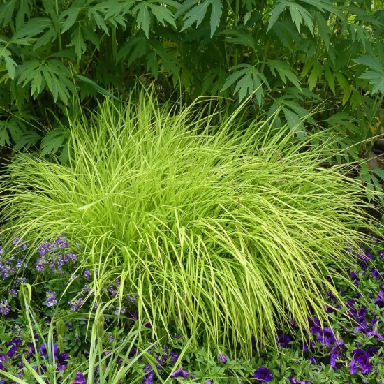 CAREX elata Aurea
