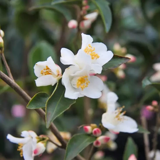 CAMELLIA lutchuensis Minutiflora
