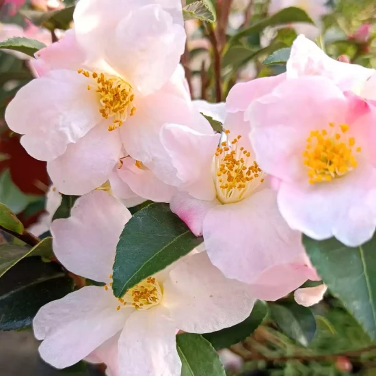 CAMELLIA x lutchuensis Fairy Blush