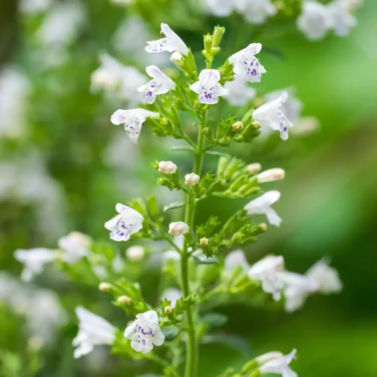 CALAMINTHA nepeta