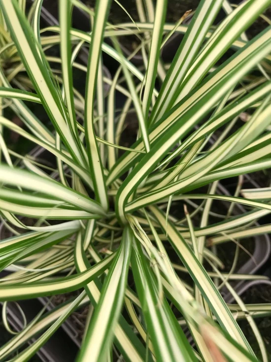 CAREX oshimensis Everoro