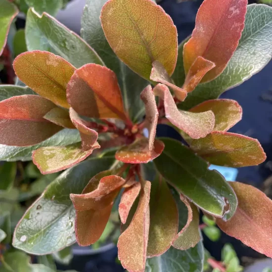 CARYA ovata