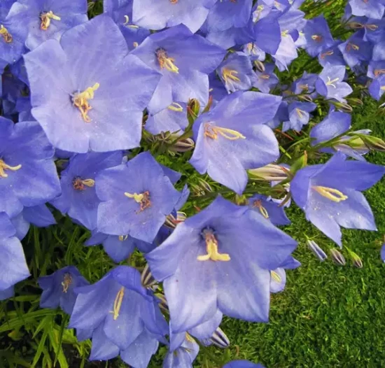 CAMPANULA persicifolia Grandiflora