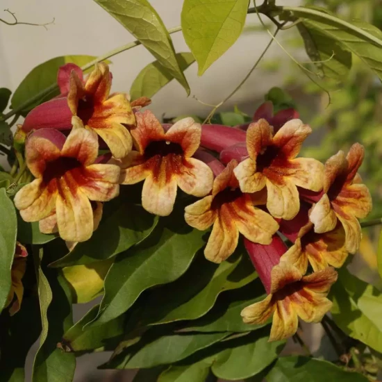 CAMPSIS radicans Flava