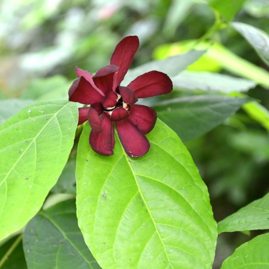 CALYCANTHUS x raulstonii Hartlage Wine