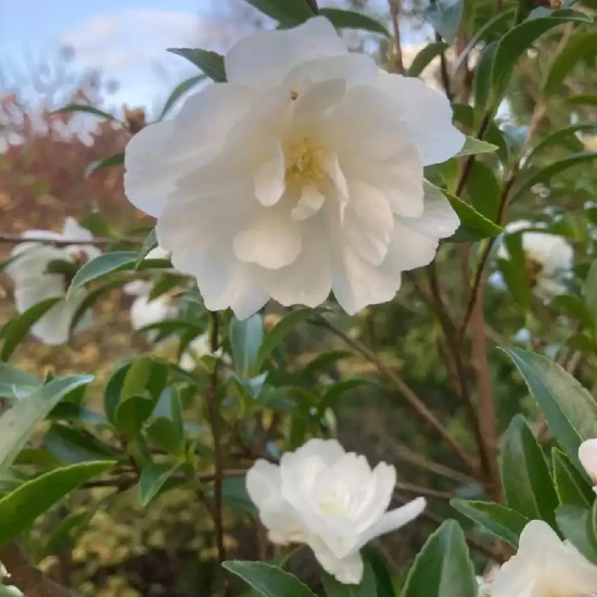 CAMELLIA sasanqua Paradise Little Liane