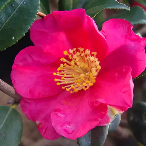 CAMELLIA sasanqua Yuletide