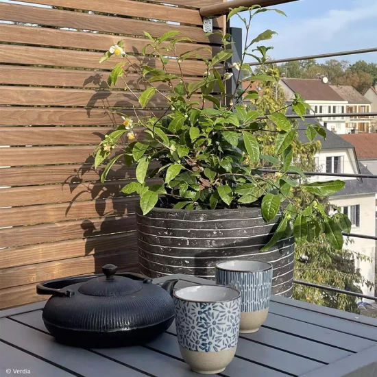 CAMELLIA sinensis Georgien Classique