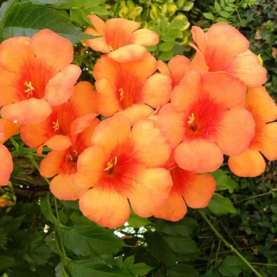 CAMPSIS x tagliabuana Indian Summer