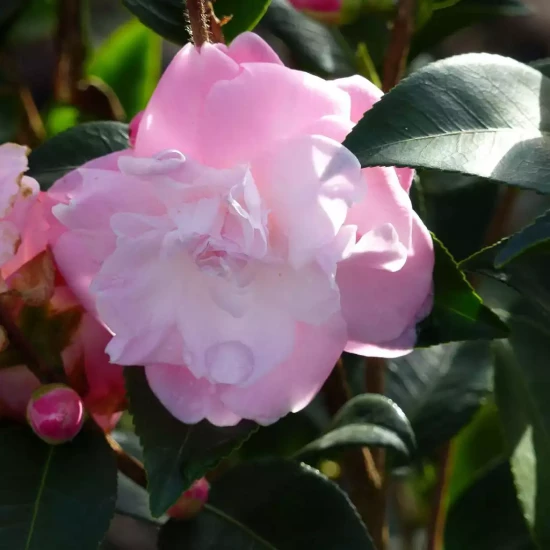 CAMELLIA x transnokoensis Sweet Jane