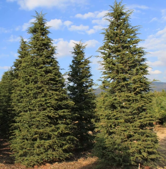 CEDRUS atlantica