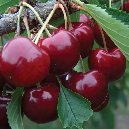 PRUNUS cerasus Bigarreau Hedelfingen