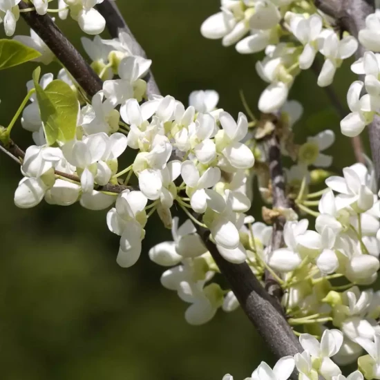 CERCIS canadensis Royal White