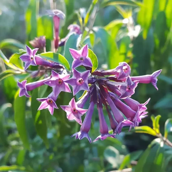 CESTRUM X cultum Cretan