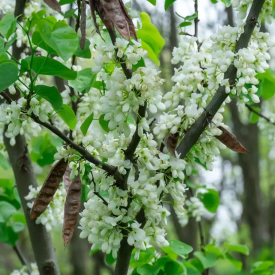 CERCIS chinensis Shirobana