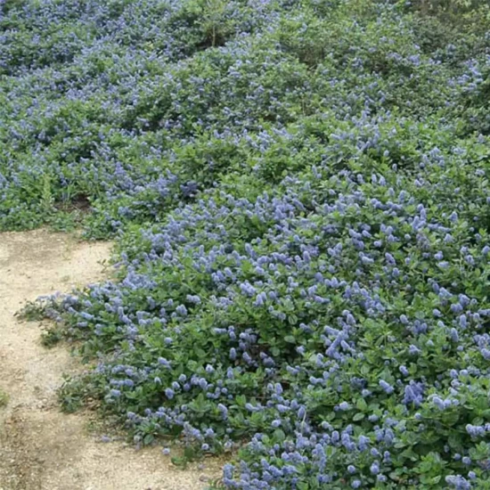 CEANOTHUS griseus Yankee Point