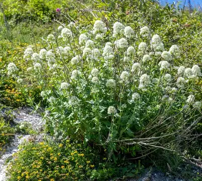 CENTRANTHUS ruber Alba
