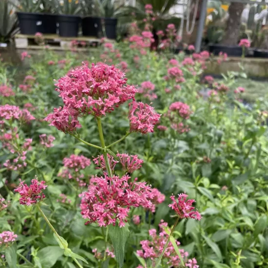 CENTRANTHUS ruber Coccineus