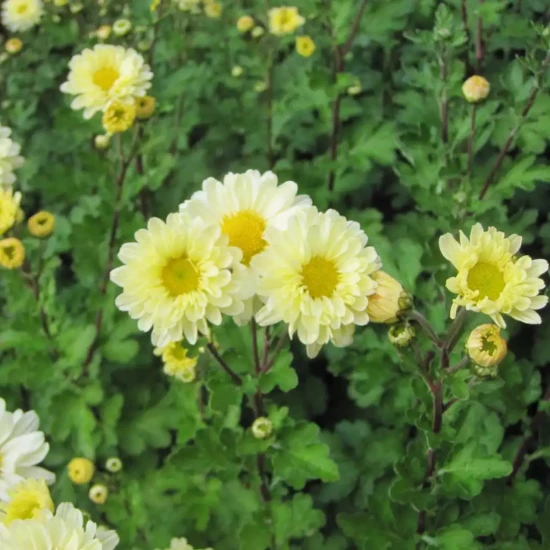 CHRYSANTHEME COUPE TOUSSAINT
