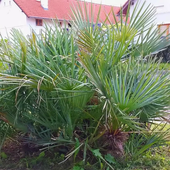 CHAMAEROPS humilis cerifera