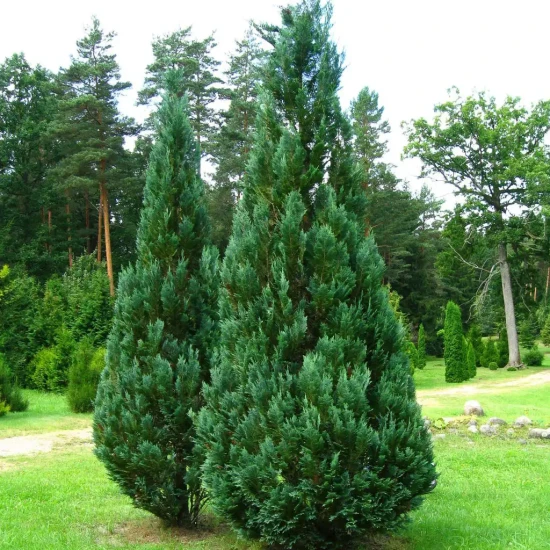 CHAMAECYPARIS lawsoniana Columnaris Glauca