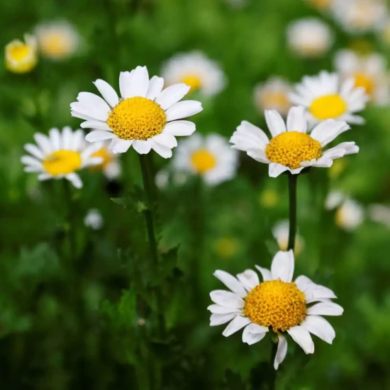 CHRYSANTHEME M TOUSSAINT