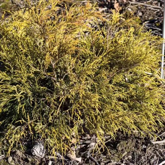 CHAMAECYPARIS pisifera Sungold