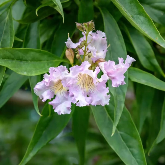 CHITALPA tashkentensis Pink Dawn
