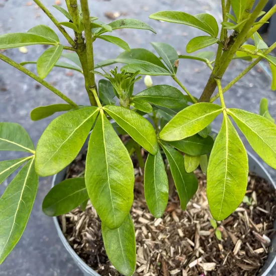 CHOISYA ternata 'Greenfingers Lissfing'