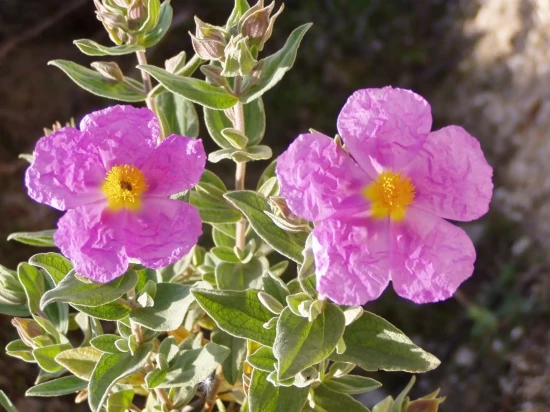CISTUS albidus