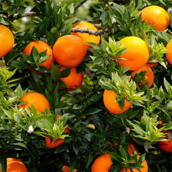 CITRUS aurantium Myrtifolia