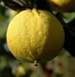 CITRUS bergamia Fantastica
